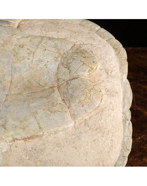 Fossile di Stylemis Nebrascensis