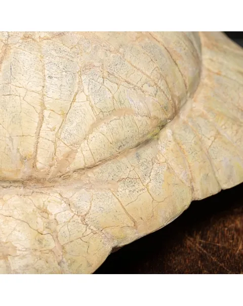 Fossile di Stylemis Nebrascensis