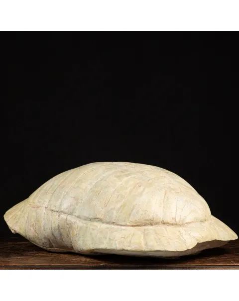 Fossile di Stylemis Nebrascensis