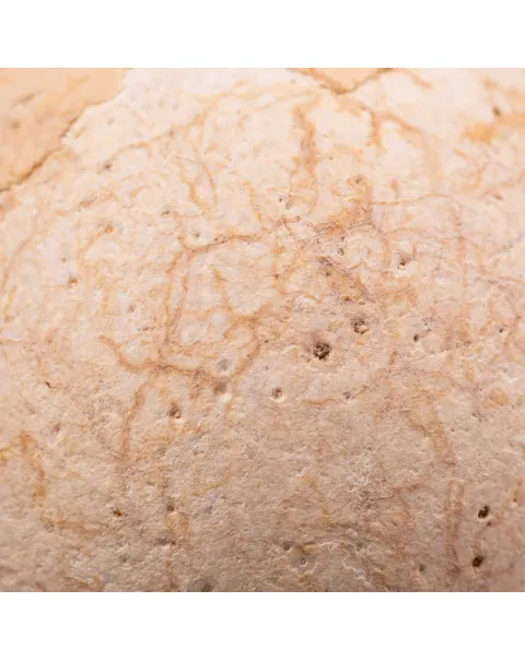 Uovo fossile di Aldabrachelys Abrupta: Relitto del Passato.