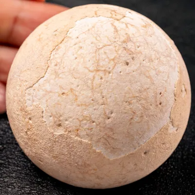 Uovo fossile di Aldabrachelys Abrupta: Relitto del Passato.