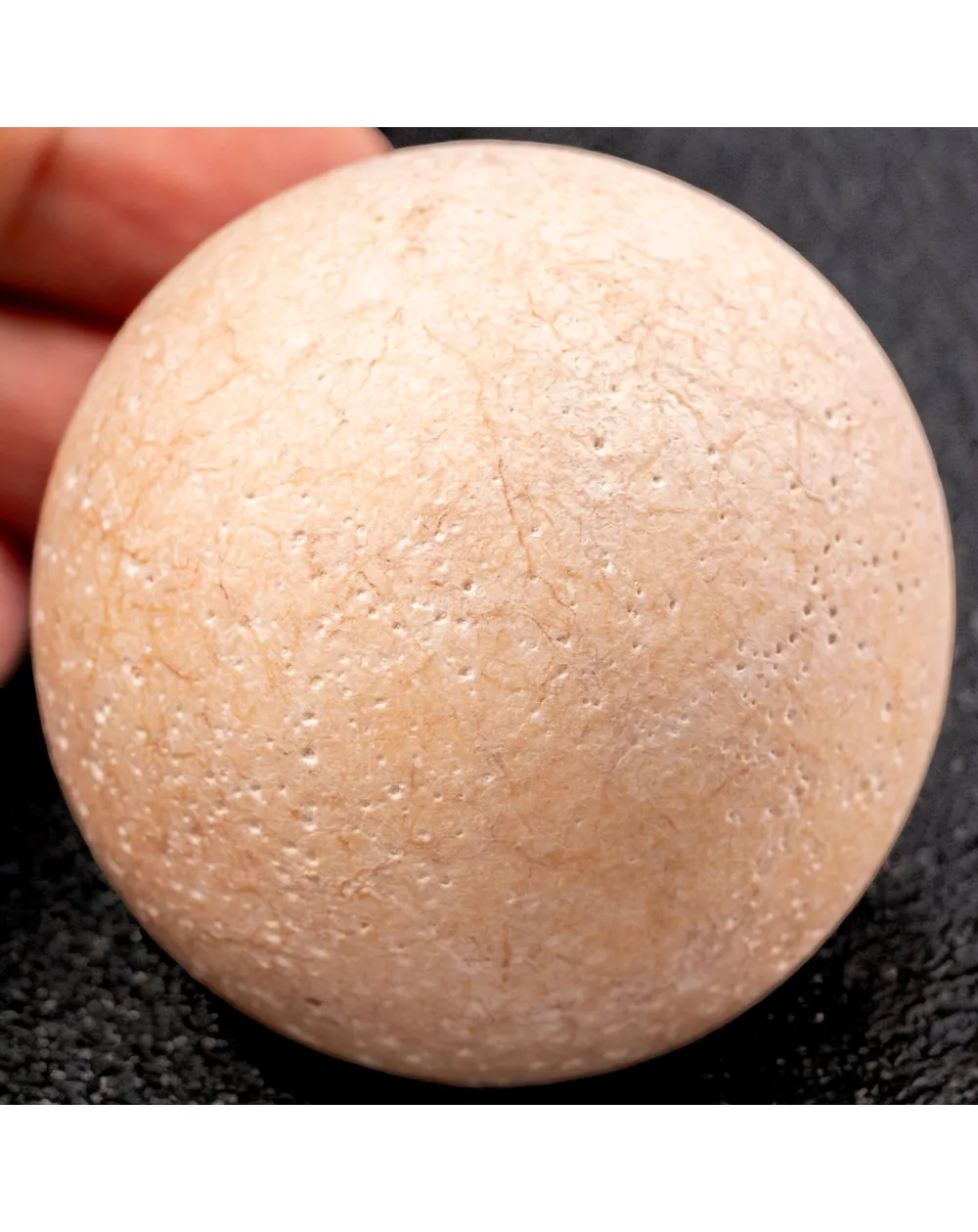 Uovo fossile di Aldabrachelys Abrupta: storia di riproduzione e adattamento.