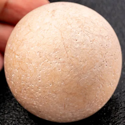 Uovo fossile di Aldabrachelys Abrupta: storia di riproduzione e adattamento.