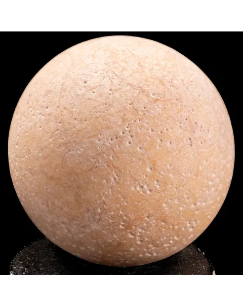 Uovo fossile di Aldabrachelys Abrupta: storia di riproduzione e adattamento.