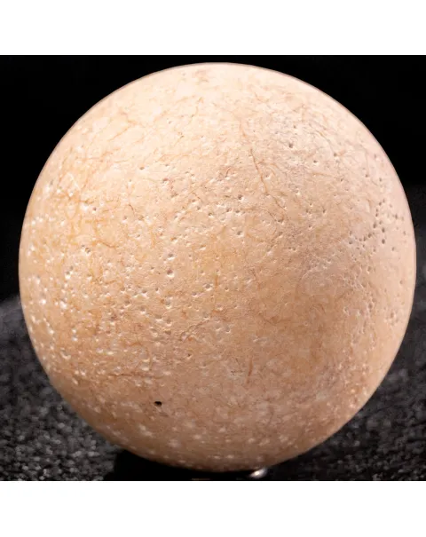 Uovo fossile di Aldabrachelys Abrupta: storia di riproduzione e adattamento.