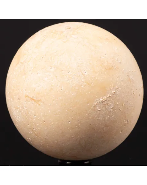 Uovo fossile di Aldabrachelys Abrupta – Madagascar.