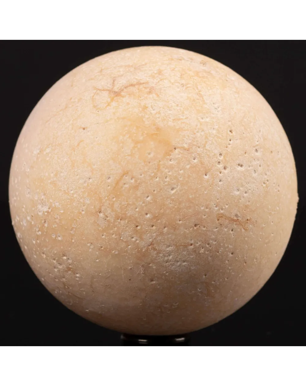 Uovo fossile di Aldabrachelys Abrupta – Madagascar.