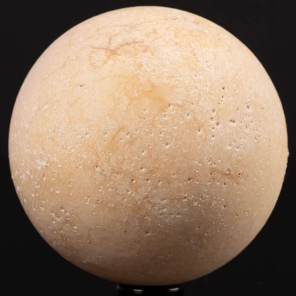 Uovo fossile di Aldabrachelys Abrupta – Madagascar.
