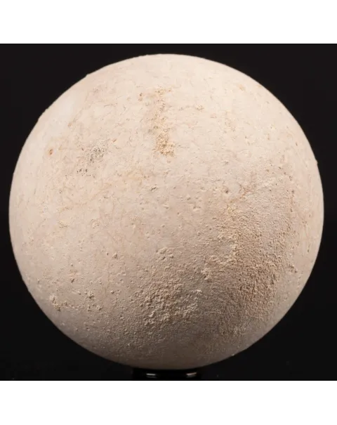 Uovo fossile di Tartaruga Aldabrachelys Abrupta.