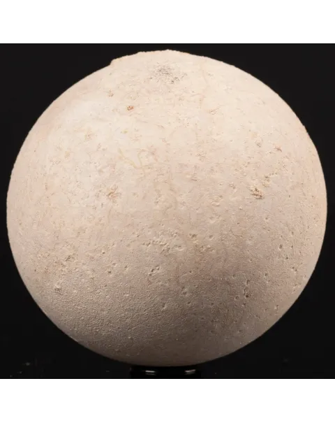 Uovo fossile di Tartaruga Aldabrachelys Abrupta.