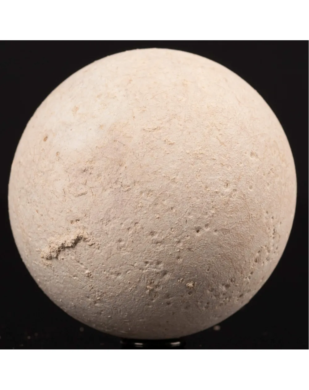 Uovo fossile di Tartaruga Aldabrachelys Abrupta.