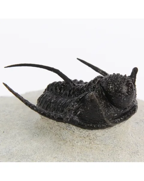 Cyphaspis Walteri