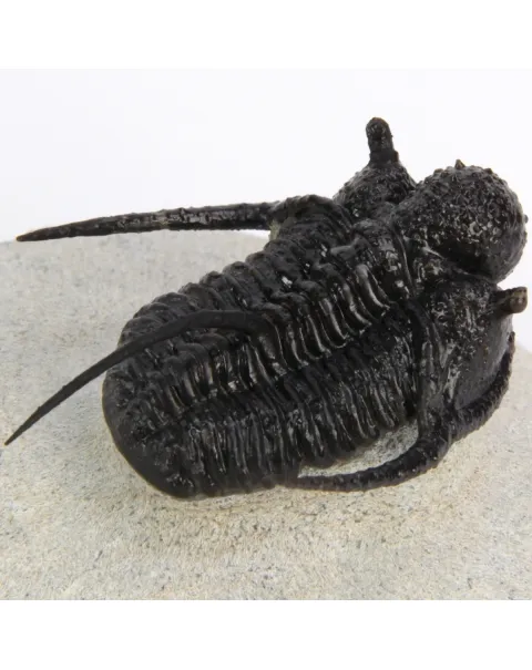 Cyphaspis Walteri