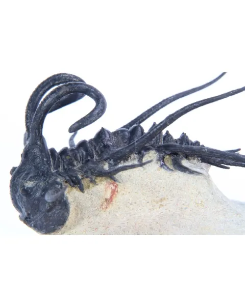 Dicranurus Monstrosus