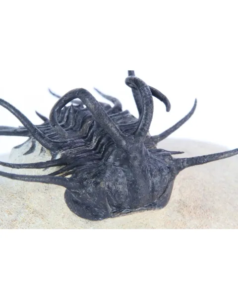 Dicranurus Monstrosus