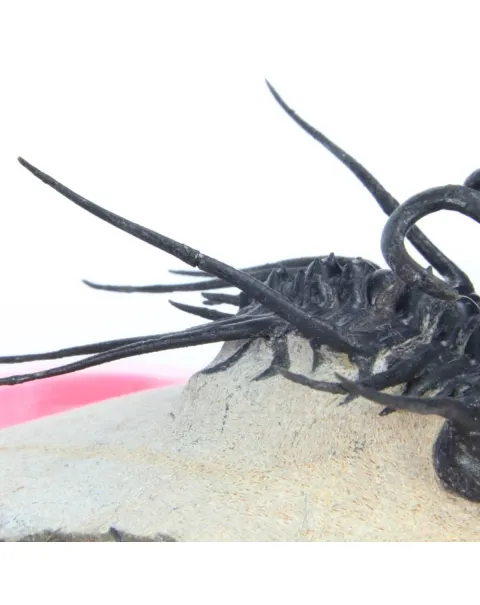 Dicranurus Monstrosus