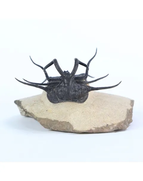 Dicranurus Monstrosus