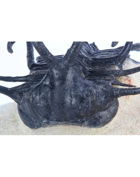 Dicranurus Monstrosus