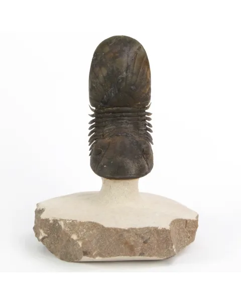 Paralejurus Spatuliformis