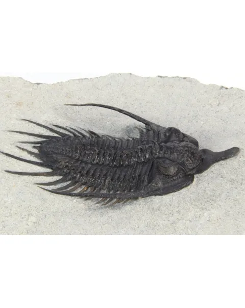 Psychopyge Elegans