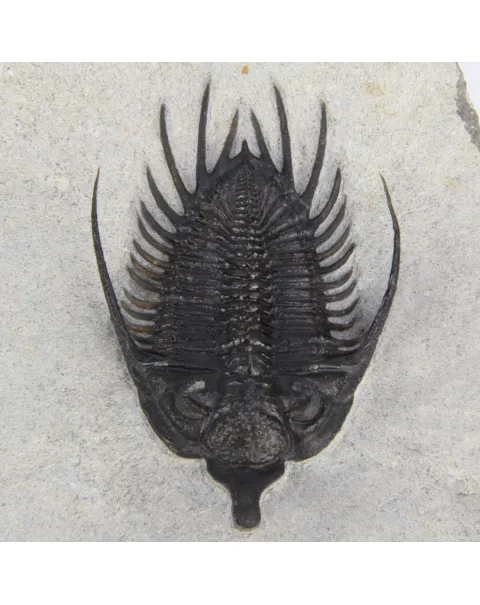 Psychopyge Elegans