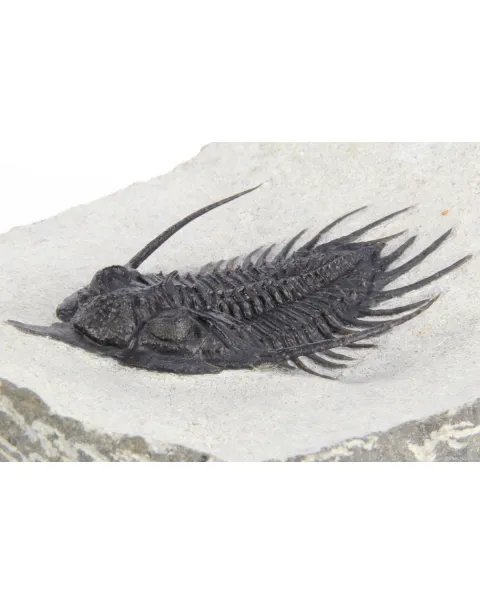 Psychopyge Elegans