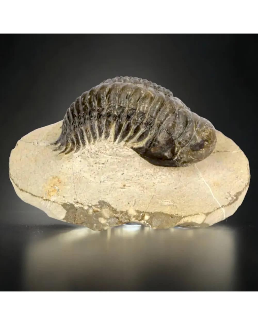 Trilobite fossile specie: Crotalechepalus.