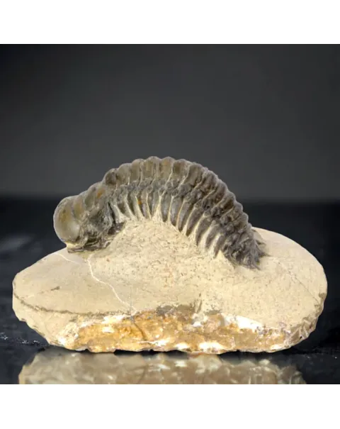 Trilobite fossile specie: Crotalechepalus.