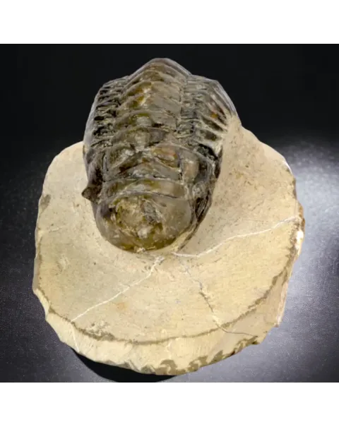 Trilobite fossile specie: Crotalechepalus.