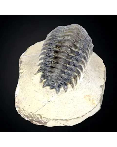Trilobite fossile specie: Crotalechepalus.