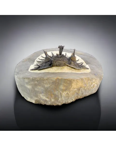 Raro Spiny Trilobite - Comura Bultyncki
