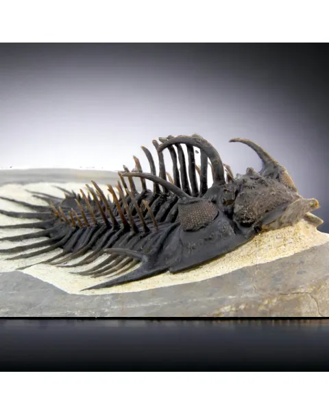 Raro Spiny Trilobite - Comura Bultyncki