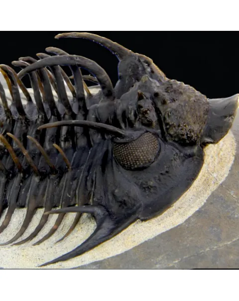 Raro Spiny Trilobite - Comura Bultyncki