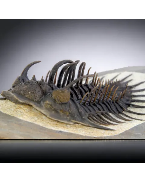 Raro Spiny Trilobite - Comura Bultyncki