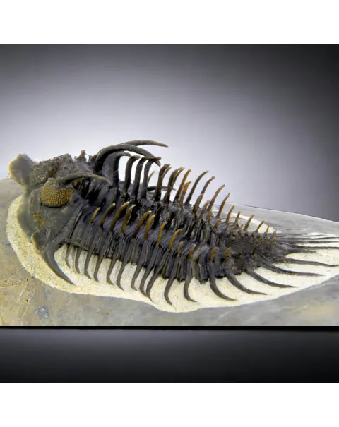 Raro Spiny Trilobite - Comura Bultyncki