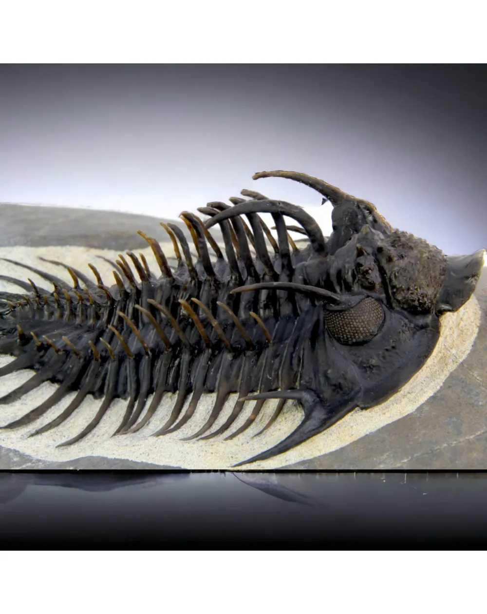 Raro Spiny Trilobite - Comura Bultyncki