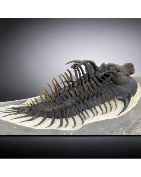 Raro Spiny Trilobite - Comura Bultyncki