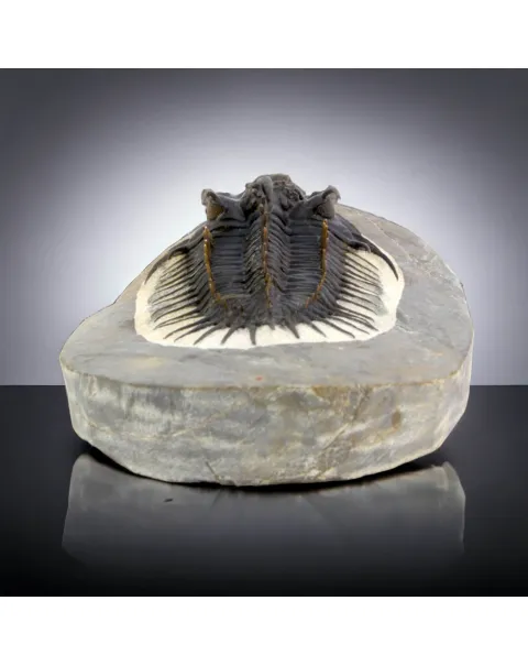 Raro Spiny Trilobite - Comura Bultyncki