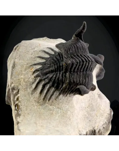 Coppia di trilobiti Mrakibina Cattoi su matrice.