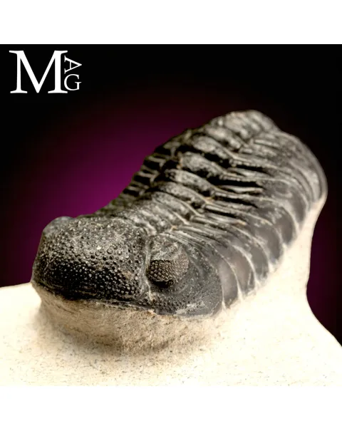 Trilobite Gerastos Granulosus – Devoniano medio