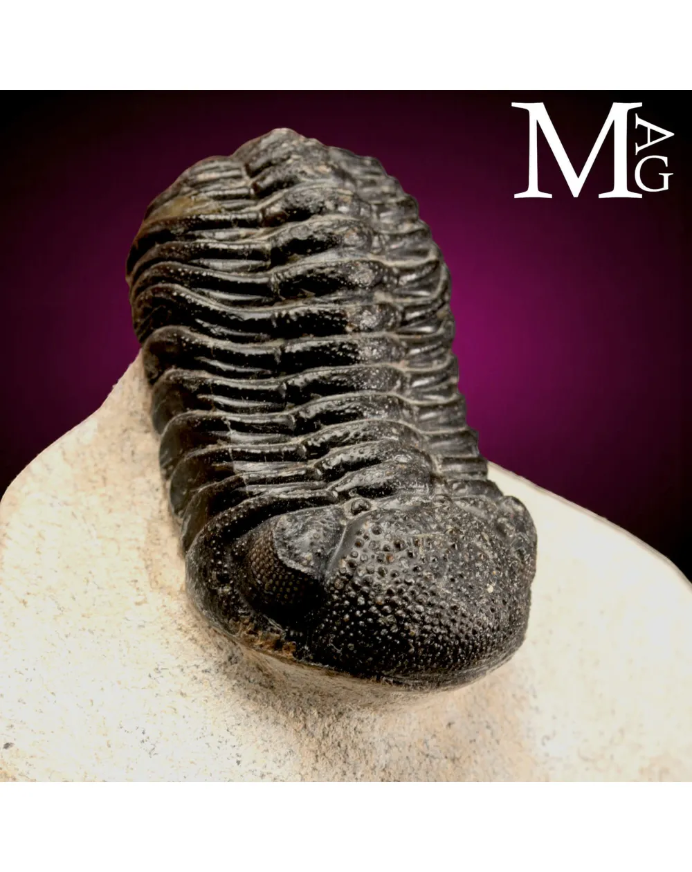 Trilobite Gerastos Granulosus – Devoniano medio