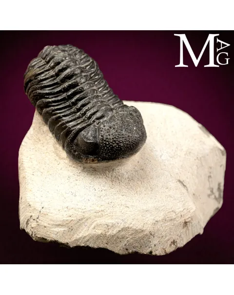 Trilobite Gerastos Granulosus – Devoniano medio