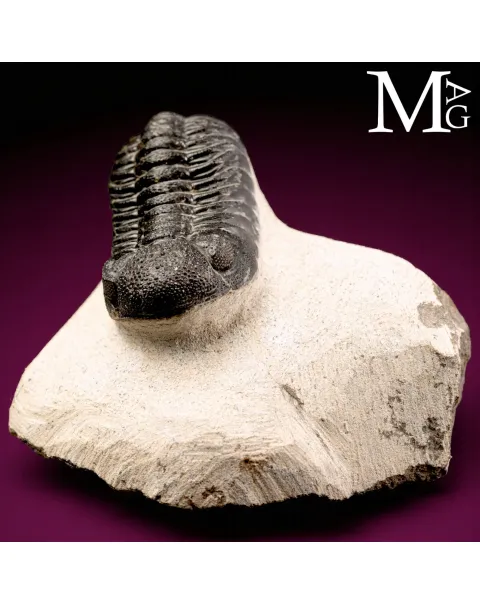 Trilobite Gerastos Granulosus – Devoniano medio