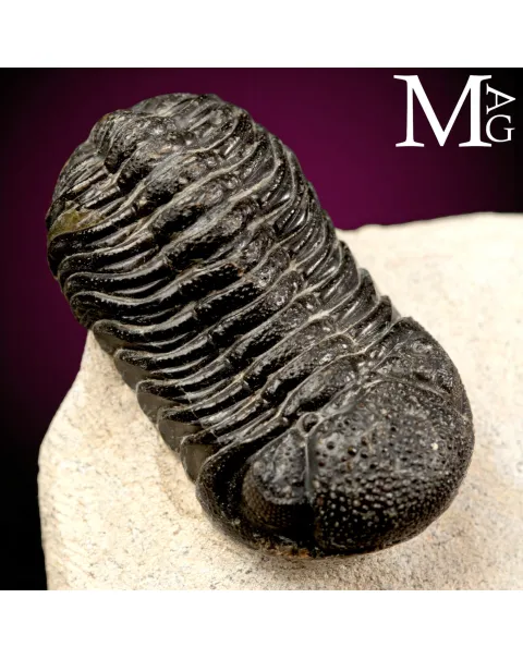 Trilobite Gerastos Granulosus – Devoniano medio