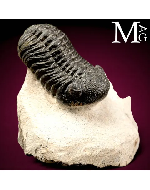 Trilobite Gerastos Granulosus – Devoniano medio