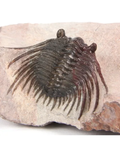 Kettneraspis Sp.