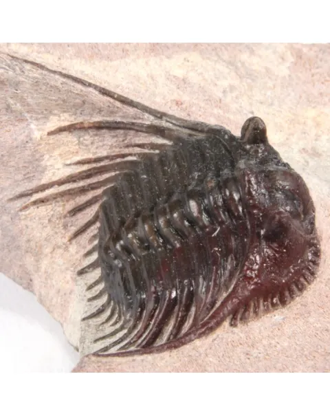 Kettneraspis Sp.