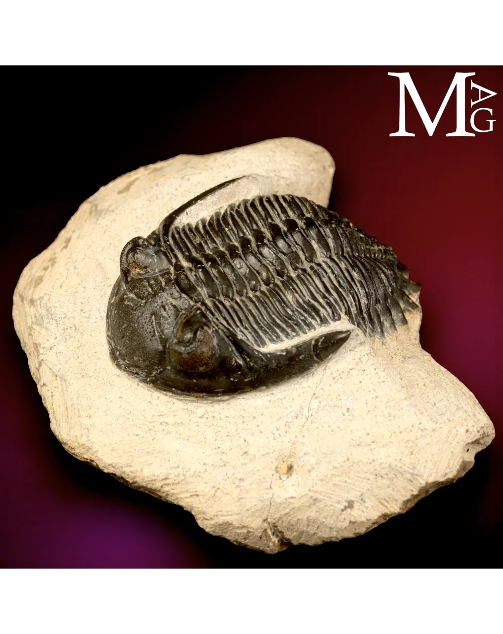 Trilobite Hollardops Mesocristata.