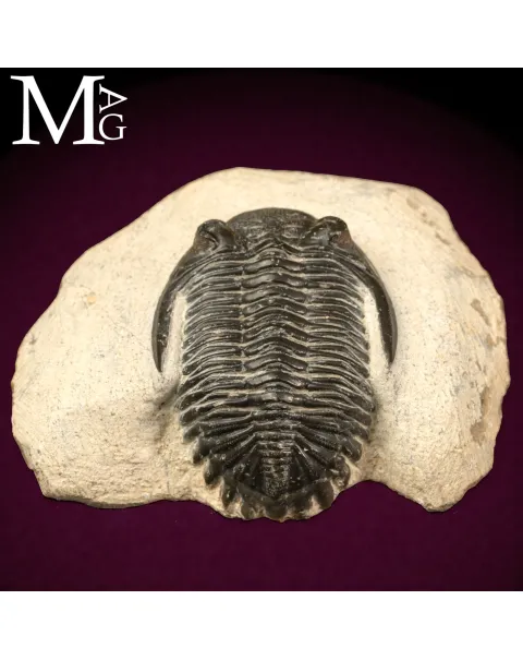 Trilobite Hollardops Mesocristata.