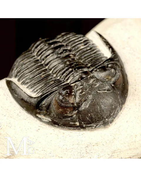 Trilobite Hollardops Mesocristata.